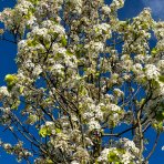 Hruška okrasná (Pyrus calleryana) ´CHANTICLEER´ - výška 500 cm, obvod kmeňa: 20/25 cm, kont. C230L