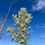 Hruška okrasná (Pyrus calleryana) ´CHANTICLEER´ - výška 500 cm, obvod kmeňa: 20/25 cm, kont. C230L