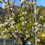 Hruška obyčajná (Pyrus Communis) ´KAISER´ - výška 250-300 cm, obvod kmeňa: 14/16 cm, kont. C70L