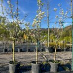 Hruška obyčajná (Pyrus Communis) ´KAISER´ - výška 250-300 cm, obvod kmeňa: 14/16 cm, kont. C70L