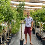 Hruška obyčajná (Pyrus Communis) - zelená ´WILLIAMS´ na kmienku, letná, výška 180-250 cm, obvod kmeňa: 6/8 cm, kont. C10L - kvetináčová