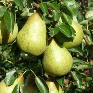 Hruška obyčajná (Pyrus Communis) - zelená ´WILLIAMS´ výška: 250-300 cm, obvod kmeňa: 14/16 cm, kont. C70L