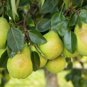 Hruška maslovka (Pyrus communis) ´Williams´ zelená letná, výška: 130-180 cm - voľnokorenná