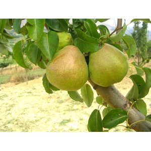 Hruška obyčajná (Pyrus Communis) ´DECANA´, výška 200-250 cm, obvod kmeňa: 6/8 cm, kont. C9L - kvetináčová