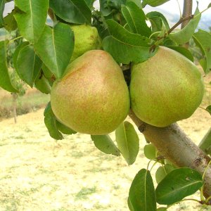 Hruška obyčajná (Pyrus Communis) ´DECANA´, výška 200-250 cm, obvod kmeňa: 6/8 cm, kont. C9L - kvetináčová