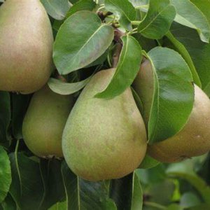 Hruška obyčajná (Pyrus Communis) ´Hardyho Maslovka´ jesenná, výška: 130-180 cm - voľnokorenná