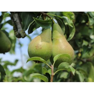 Hruška obyčajná (Pyrus communis) ´KONFERENCIA´ jesenná, výška: 120-150 cm, kont. C10L