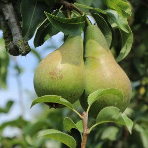 Hruška obyčajná (Pyrus communis) ´KONFERENCIA´ jesenná, výška: 120-150 cm, kont. C10L