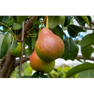 Hruška obyčajná (Pyrus communis) ´CLAPPOVA´ letná, výška: 120-150 cm - voľnokorenná
