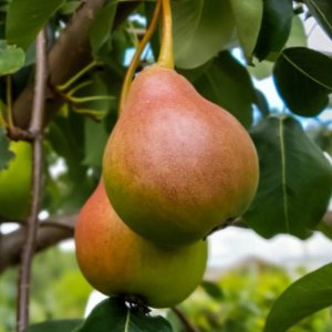 Hruška obyčajná (Pyrus communis) ´FAVORITKA´ letná, výška: 100-120 cm, kont. C10L