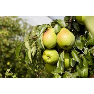 Hruška obyčajná (Pyrus communis) ´LUCASOVA´ zimná, výška: 120-140 cm - voľnokorenná