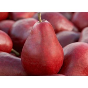 Hruška obyčajná (Pyrus communis) ´RED WILLIAMS´ letná, výška 120-150 cm, kont. C10L