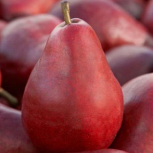 Hruška obyčajná (Pyrus communis) ´RED FAVORITKA´ letná, výška: 120-150 cm - voľnokorenná