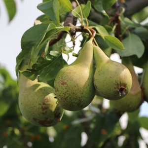 Hruška obyčajná (Pyrus communis) ´KONFERENCIA´ jesenná 120-150 cm, kont. C10L