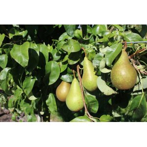 Hruška obyčajná (Pyrus Communis) ´KONFERENCIA´ jesenná, výška 180-200 cm, obvod kmeňa: 6/8 cm, kont.C10L