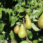 Hruška obyčajná (Pyrus Communis) ´KONFERENCIA´ jesenná, výška 180-200 cm, obvod kmeňa: 6/8 cm, kont.C10L