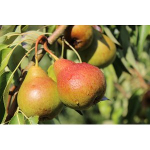 Hruška obyčajná (Pyrus communis) ´LIPCOVÁ´ - letná, výška: 120-150 cm, voľnokorenná
