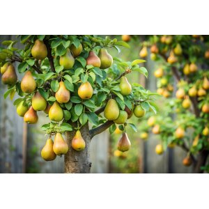Mini hruška nízkokmenná (Pyrus communis) ´GARDEN PEARL´ - jesenná, výška 50-70 cm - voľnokorenná 