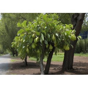 Mini hruška nízkokmenná (Pyrus communis) ´GARDEN PEARL´® - jesenná, výška: 80-100 cm, obvod kmeňa: 8/10 cm, kont. C10L