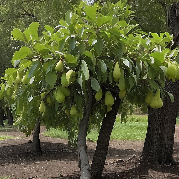Mini hruška nízkokmenná (Pyrus communis) ´GARDEN PEARL´® - jesenná, výška: 80-100 cm, obvod kmeňa: 8/10 cm, kont. C10L
