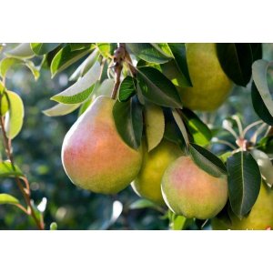 Hruška obyčajná (Pyrus communis) ´CAROLA´ jesenná/skorá zimná, výška: 140-180 cm - voľnokorenná