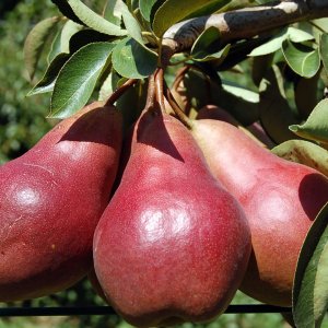 Hruška obyčajná (Pyrus communis) - červená ´WILLIAMS´ - letná, výška: 140-160 cm - voľnokorenná