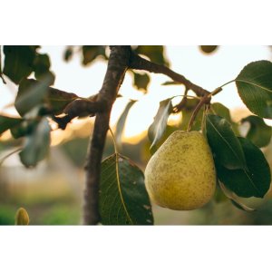 Hruška obyčajná (Pyrus Communis) ´GENERAL LECLERC´ zimná, výška: 170-200 cm – voľnokorenná