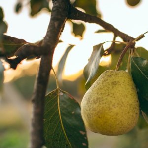 Hruška obyčajná (Pyrus Communis) ´General Leclerc´ zimná, výška: 170-200 cm – voľnokorenná