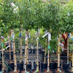 Hruška obyčajná (Pyrus Communis) ´WILLIAMS´ na kmienku, červená letná, výška: 200-250 cm, obvod kmeňa: 6/8 cm, kont. C10L - kvetináčová