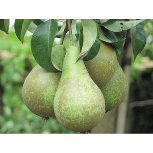 Hruška obyčajná (Pyrus communis) ´KONFERENCIA´ jesenná, výška: 120-150 cm - voľnokorenná