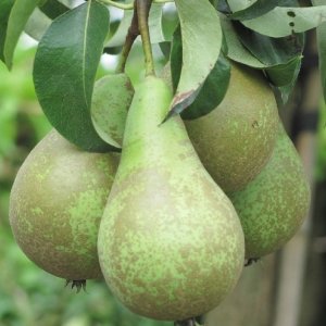 Hruška obyčajná (Pyrus communis) ´KONFERENCIA´ jesenná, výška: 160-200 cm - voľnokorenná