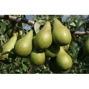 Hruška obyčajná (Pyrus communis) ´KONFERENCIA´ - jesenná, výška: 180-220 cm, obvod kmeňa: 4/6 cm, kont.C6L