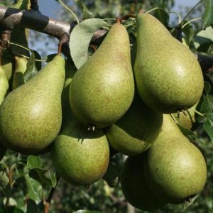 Hruška obyčajná (Pyrus communis) ´KONFERENCIA´ - jesenná, výška: 180-220 cm, obvod kmeňa: 4/6 cm, kont.C6L