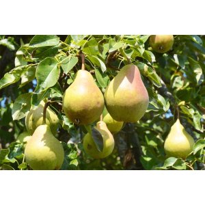 Hruška obyčajná (Pyrus communis) ´ISOLDA´ skorá letná, výška: 110-130 cm - voľnokorenná