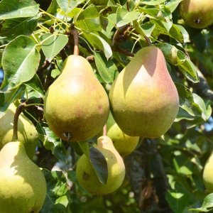 Hruška obyčajná (Pyrus communis) ´Isolda´ skorá letná, výška: 110-130 cm - voľnokorenná