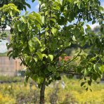 Hruška obyčajná (Pyrus Communis) ´KAISER´ - výška 250-300 cm, obvod kmeňa: 14/16 cm, kont. C70L