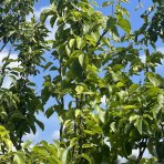 Hruška obyčajná (Pyrus Communis) ´KAISER´ - výška 250-300 cm, obvod kmeňa: 14/16 cm, kont. C70L