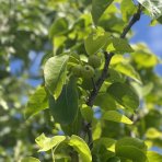 Hruška obyčajná (Pyrus Communis) ´KAISER´ - výška 250-300 cm, obvod kmeňa: 14/16 cm, kont. C70L