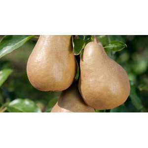 Hruška obyčajná (Pyrus Communis) ´KAISER´, výška 130-160 cm, obvod kmeňa: 6/8 cm, kont. C9L - kvetináčová