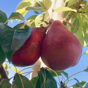 Hruška obyčajná (Pyrus communis) ´RED CLAPPOVA´ letná, 100-140 cm, kont. C10L