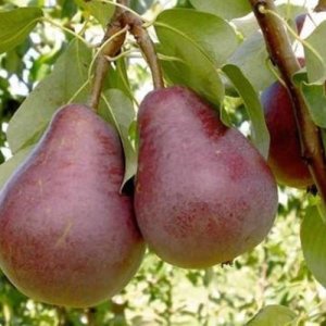 Hruška obyčajná (Pyrus communis) ´RED FAVORITKA´ letná, 100-150 cm, kont. C10L