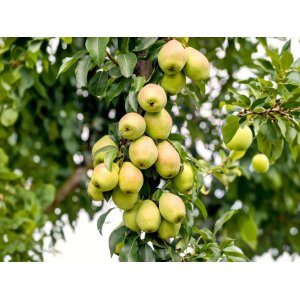 Stĺpovitá hruška (Pyrus communis) ´SAPHIRA´ - jesenná - výška 80-120 cm, voľnokorenná