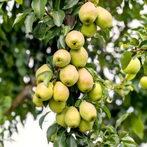 Stĺpovitá hruška (Pyrus communis) ´SAPHIRA´ - jesenná, výška 100-140 cm, kont. C3.5L