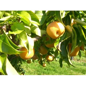 Ázijská hruška (Pyrus Pyrifolia) ´SHINSEIKI´, výška: 80-120 cm, kont. C5L  