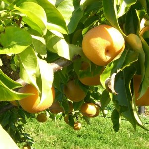 Ázijská hruška (Pyrus Pyrifolia) ´SHINSEIKI´, výška: 80-120 cm, kont. C5L  