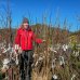 Hruška obyčajná (Pyrus communis) ´CAROLA´ jesenná/skorá zimná, výška: 140-180 cm - voľnokorenná
