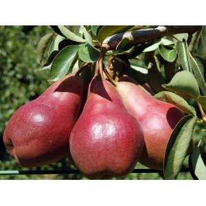 Hruška obyčajná (Pyrus Communis) ´WILLIAMS´ na kmienku, červená letná, výška: 230-250 cm, obvod kmeňa: 4/6 cm, kont. C10L - kvetináčová