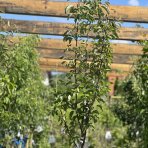 Hruška obyčajná (Pyrus Communis) ´WILLIAMS´ na kmienku, červená letná, výška: 180-250 cm, obvod kmeňa: 6/8 cm, kont. C10L - kvetináčová