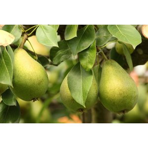 Hruška obyčajná (Pyrus Communis) ´WILLIAMS´ - zelená letná, výška 200-230 cm, obvod kmeňa 4/6 cm, kont. C6L