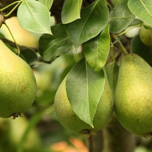 Hruška (Pyrus Communis) ´Williams´ na kmienku, zelená letná, výška: 160-200 cm, obvod kmeňa: 4/6 cm, kont. C6L - kvetináčová